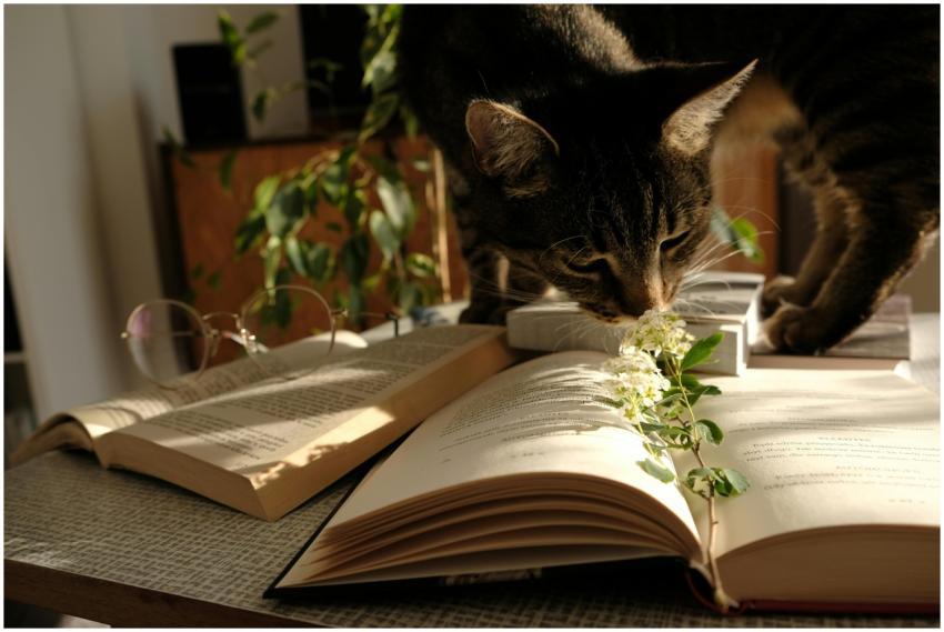 A curious cat investigates open books on a sunny t