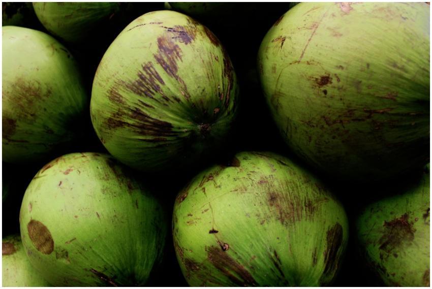 Stack of fresh green coconuts with textured skin,