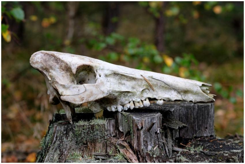 Close-up of an animal skull resting on a mossy tre
