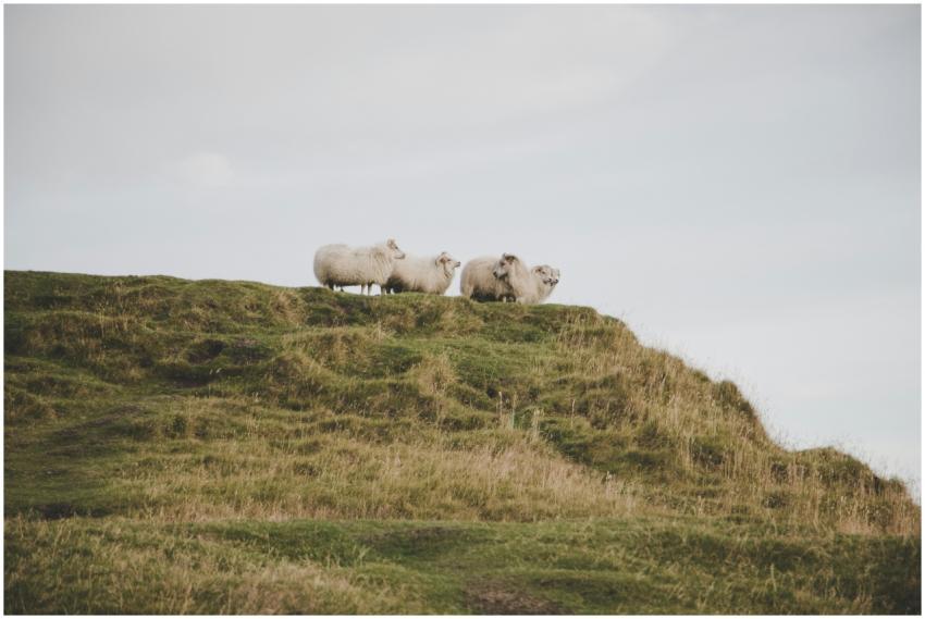 A serene scene of sheep grazing on a verdant hills