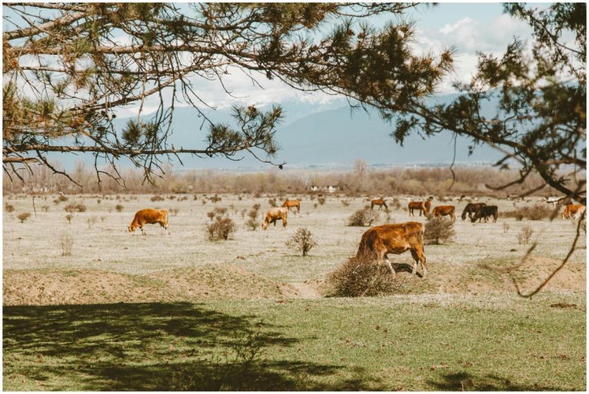 Cows grazing peacefully in a wide open meadow unde