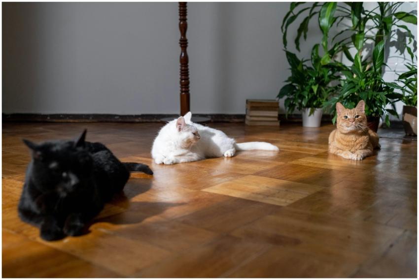 Three cats lounging on a wooden floor with indoor