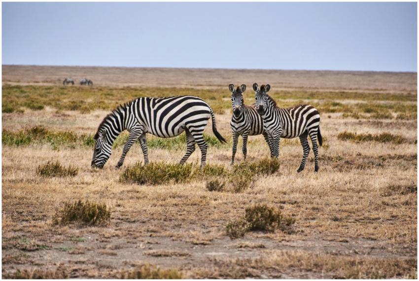 A group of zebras grazing in a dry African savanna