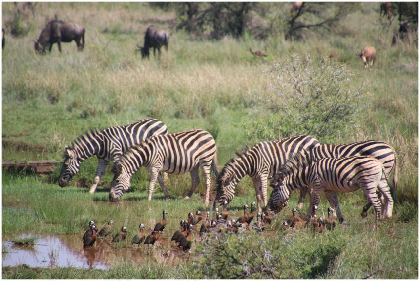 A group of zebras and birds gather at a watering h