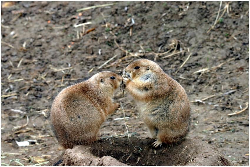 Two prairie dogs engaging playfully on a dirt moun