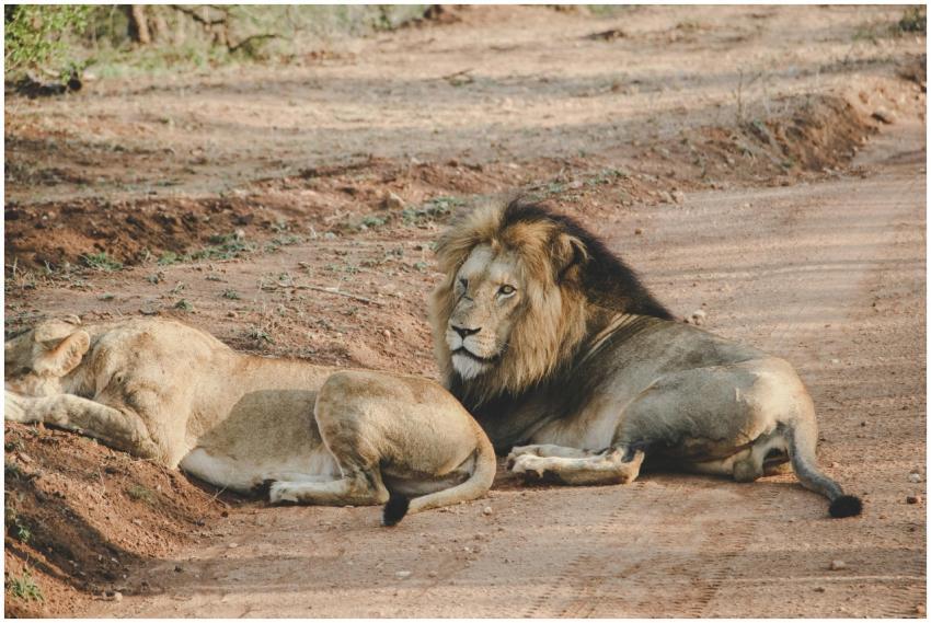 A pair of lions resting on a dirt road during a So
