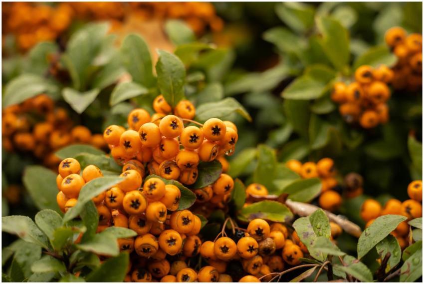 Close-up of vibrant orange pyracantha berries surr