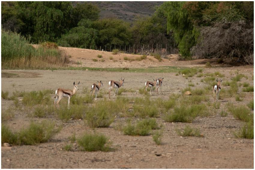 A herd of springboks grazing in the rugged, serene