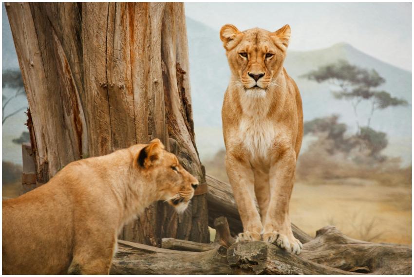 Two lionesses by a tree in their natural savannah