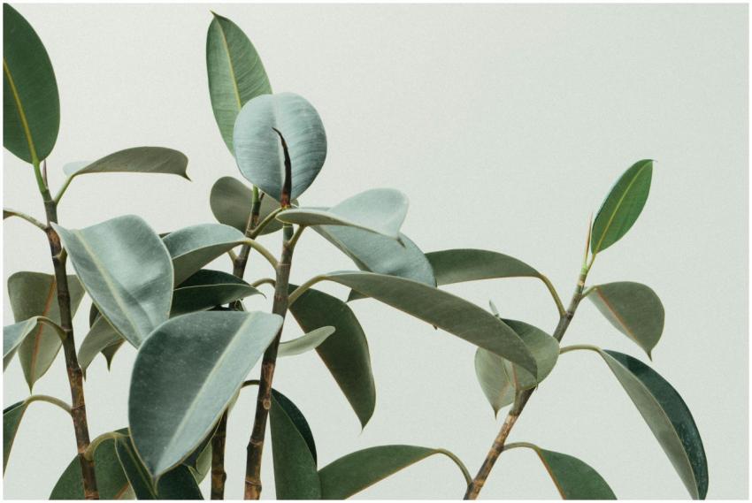 Elegant close-up of rubber plant leaves in a minim
