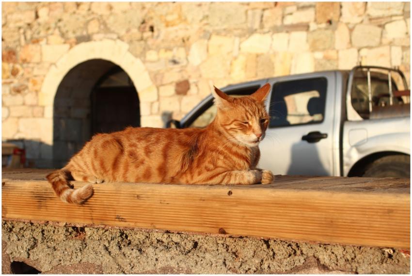 Ginger cat relaxing in Foça, İzmir with a rustic b