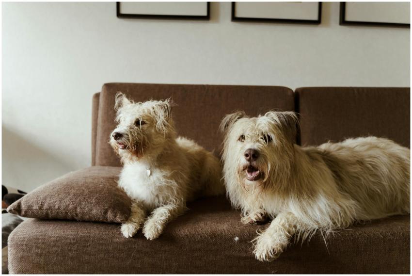 Two fluffy dogs relaxing comfortably on a brown so