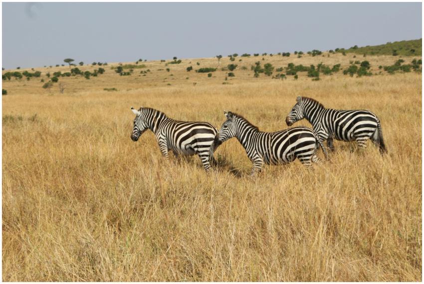 Three zebras in the Maasai Mara savanna showcasing
