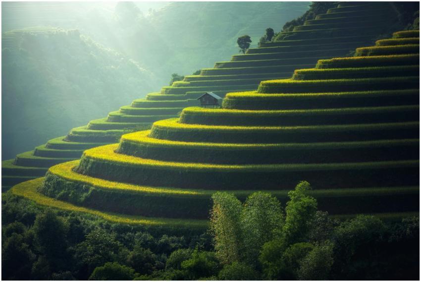 Lush green terraced rice fields with a rustic hut