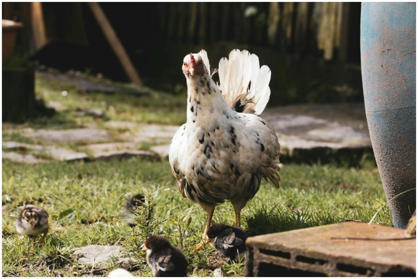 A hen and her chicks roam freely in a sunny outdoo