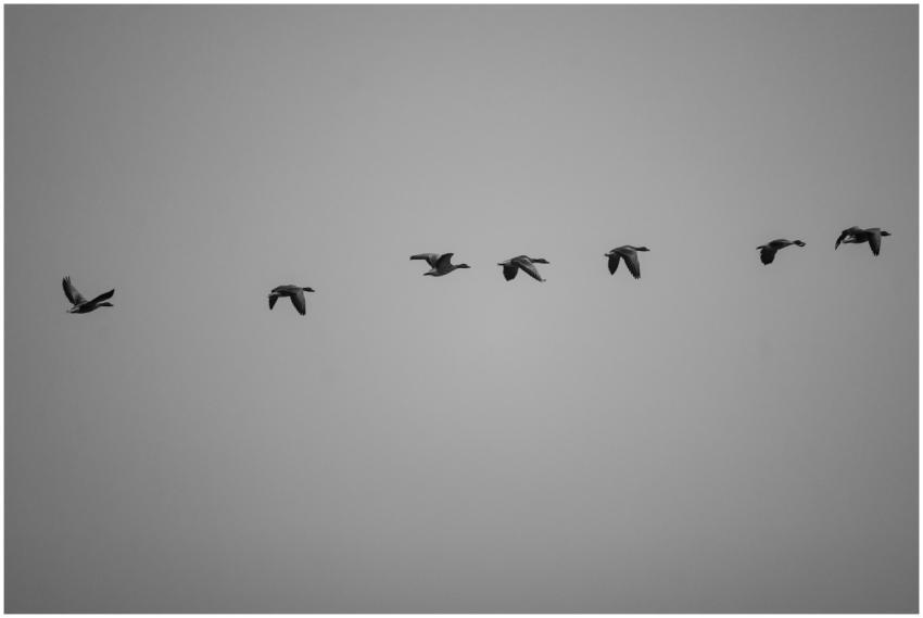 Flock Birds Flight Overcast