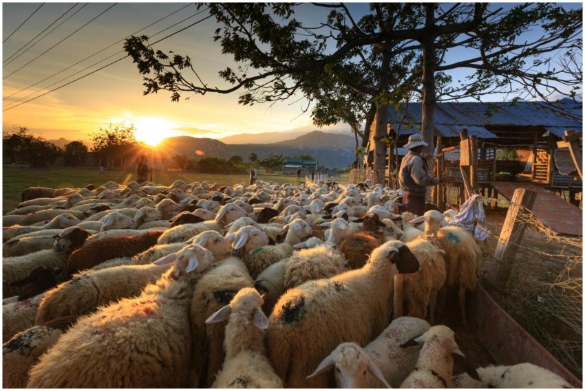 A shepherd manages a flock of sheep in a rural far