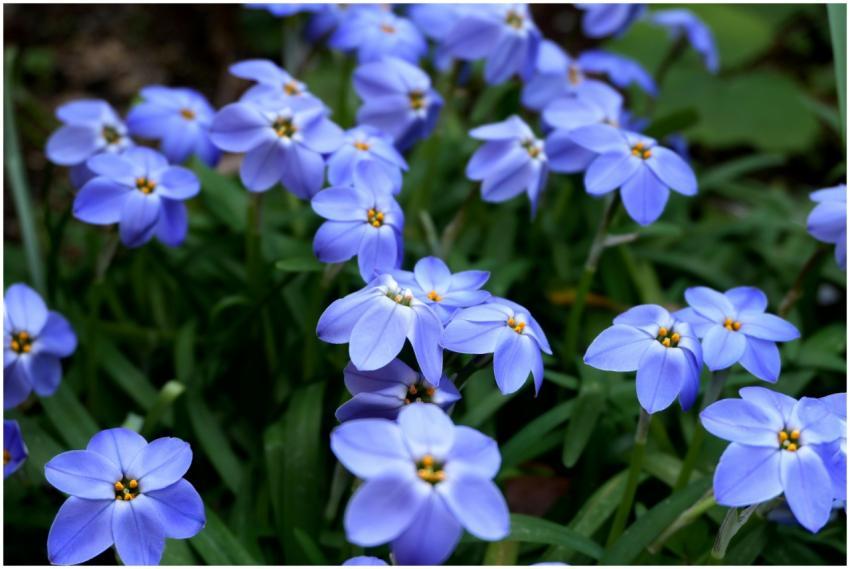 Close-up of vibrant blue flowers in a garden, Toky