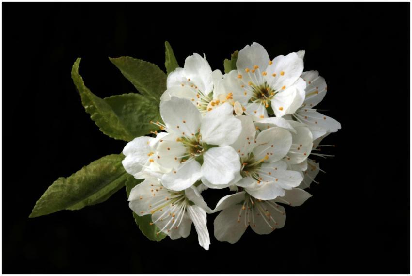 Close-up of delicate white blossoms with green lea