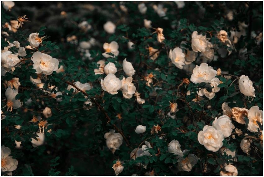 White flowers blooming amid lush green leaves, off