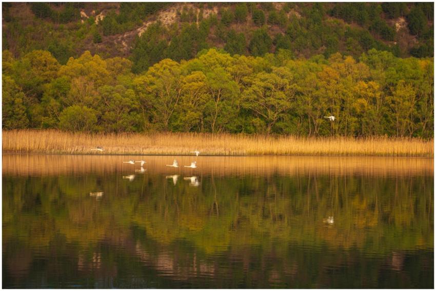 Peaceful lake scene with birds flying and forest r