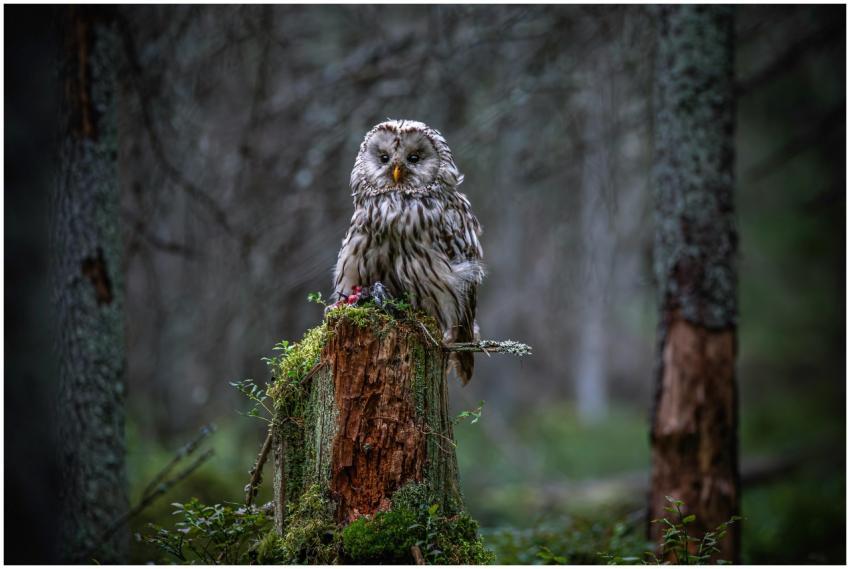 A Ural owl sits majestically on a moss-covered tre