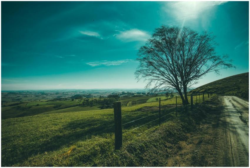 Tranquil landscape featuring a solitary tree by a