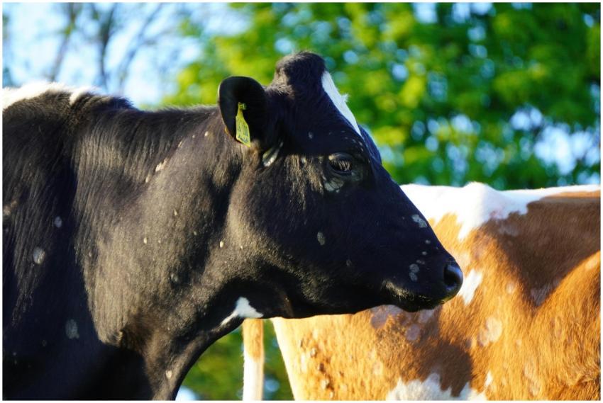 A portrait of dairy cows grazing in a lush green c