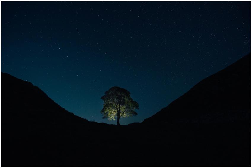 A lone tree illuminated against a starry night sky