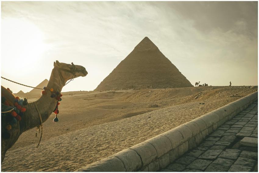 A camel in front of the Great Pyramid at Giza, Egy