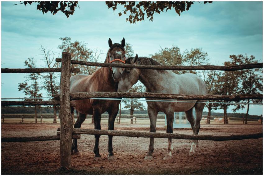 Two horses nuzzling by a wooden fence on a Đakovo
