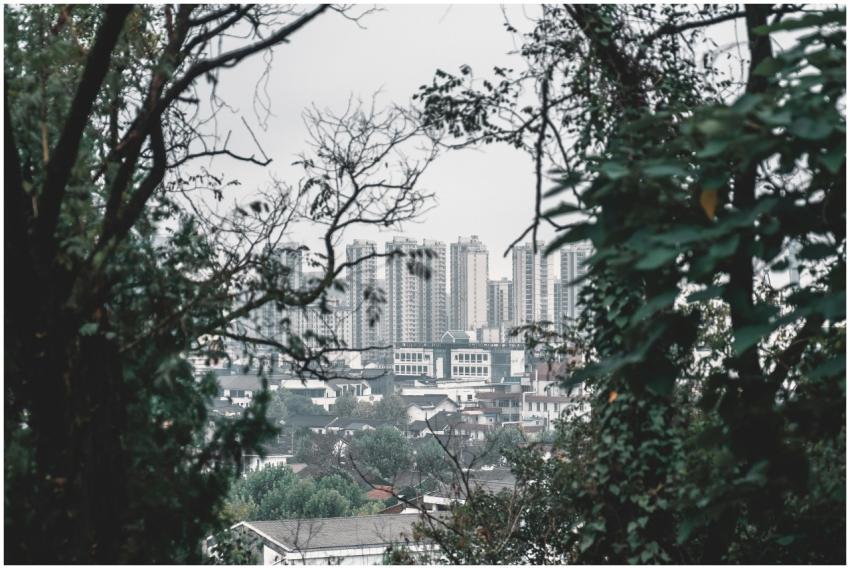City skyline framed by trees capturing urban and n