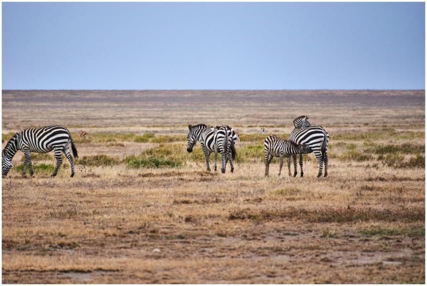 A herd of zebras grazing in the open savanna, depi