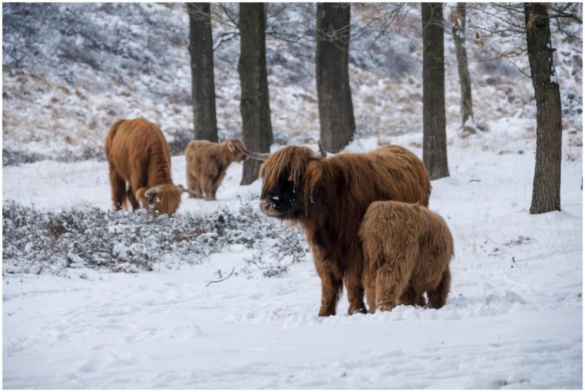 A group of Highland cattle in a snowy forest scene