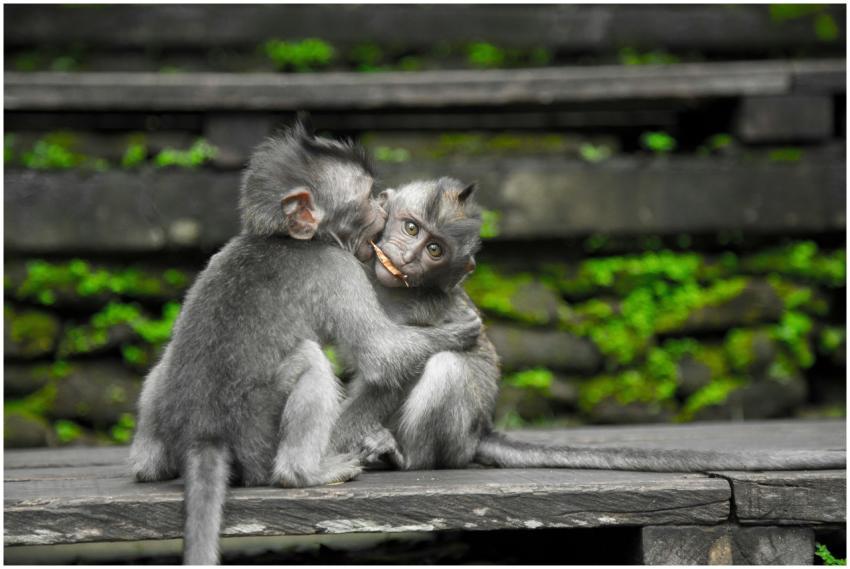 Two playful macaques interacting on wooden steps s