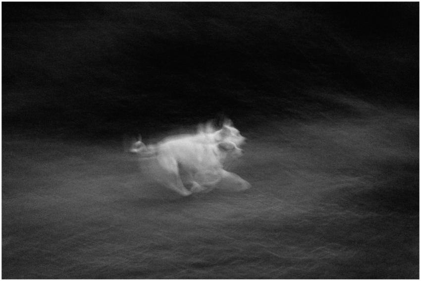 Dynamic abstract image of a running dog in black a