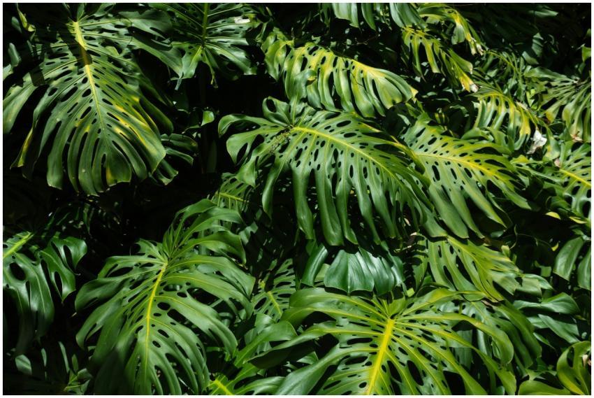 Dense cluster of vibrant green monstera leaves in