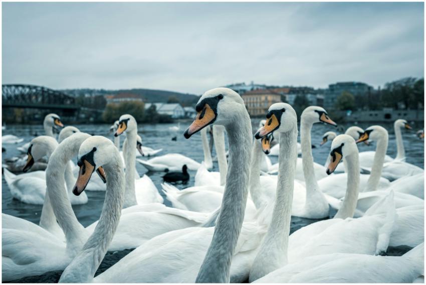 Elegant swans gracefully glide on Vltava River in