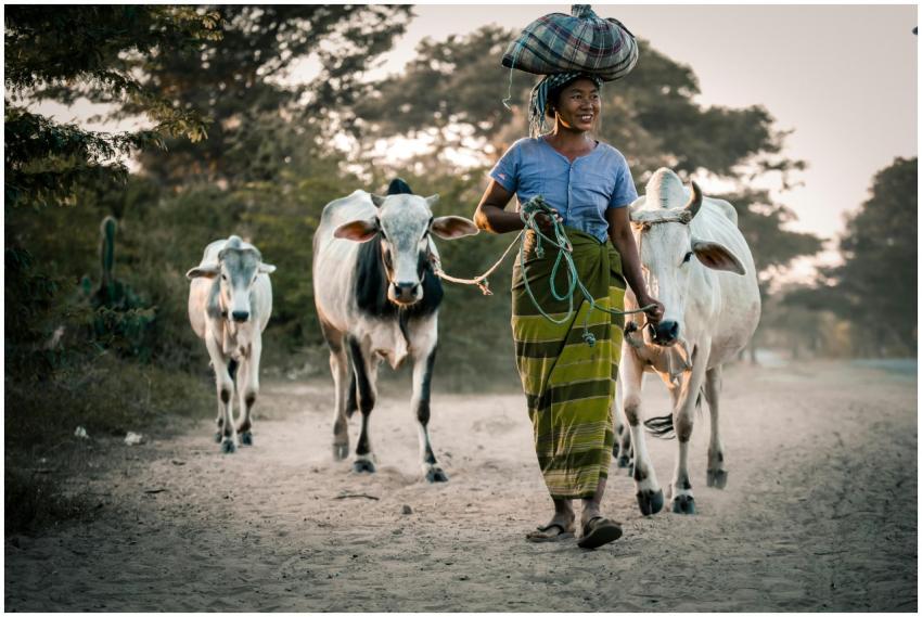 Woman herding cattle in rural Myanmar, showcasing