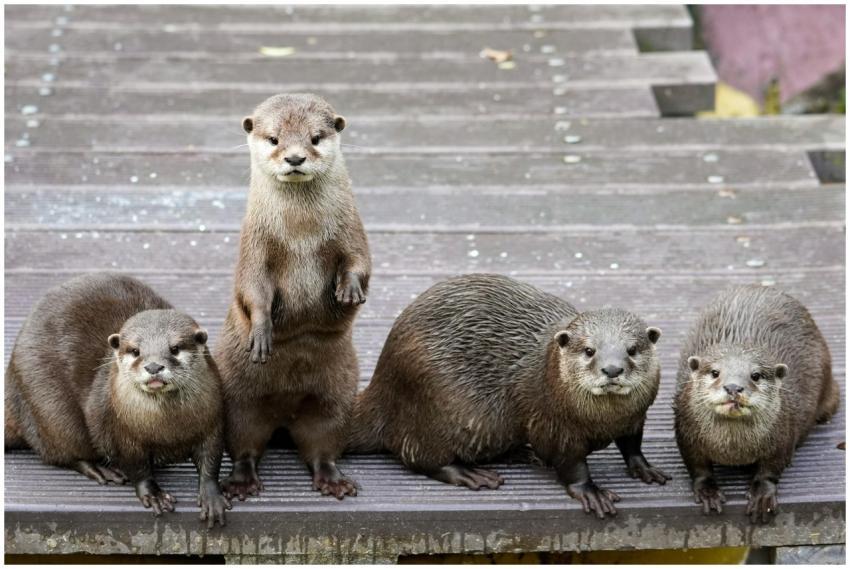 A group of four otters standing together on a wood