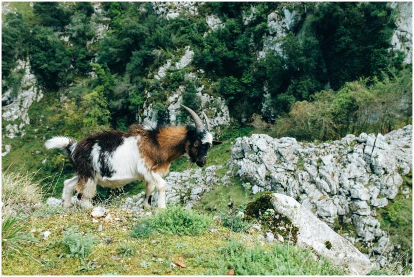A lone goat grazes amidst lush greenery and rocky