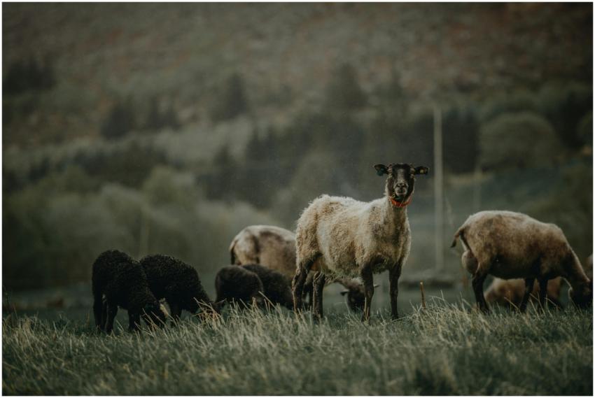 Sheep herd peacefully grazing on a lush rural fiel