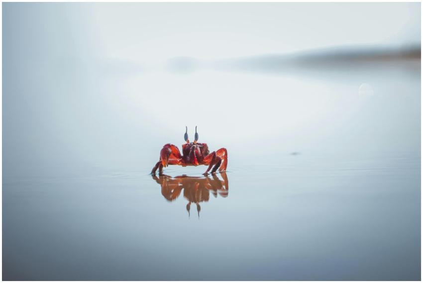 Red crab standing on water creating a smooth refle