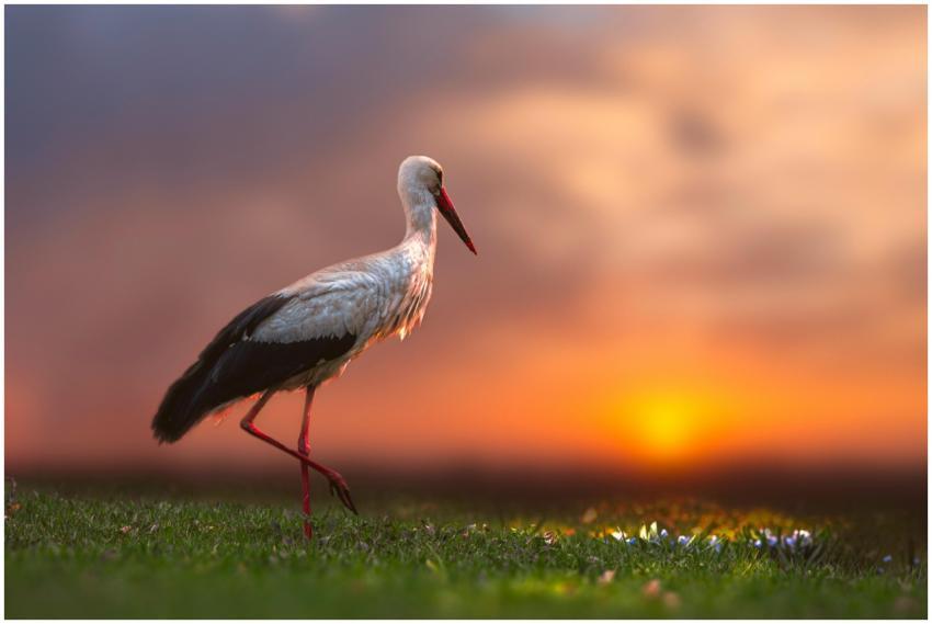 Graceful white stork walking on grass against a vi