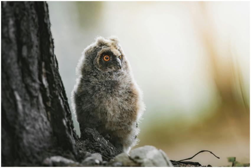 A fluffy young owl perched beside a tree in a tran
