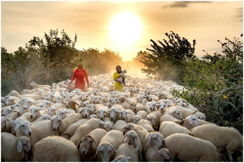 Shepherds guide a large herd of sheep at sunset, c