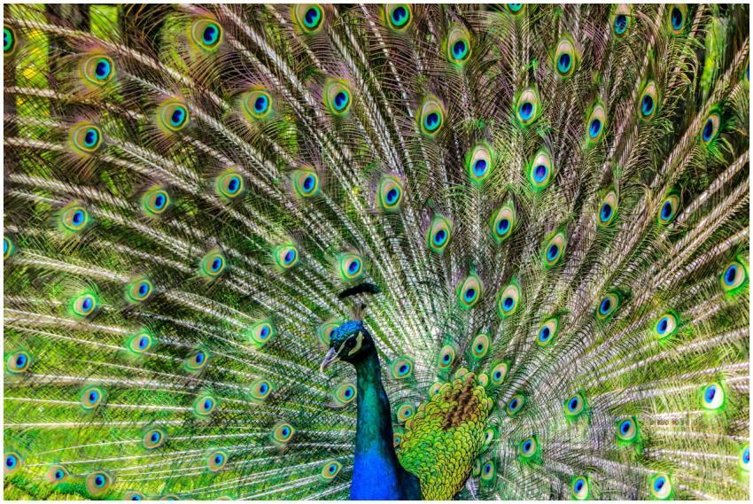 A stunning close-up of a peacock showcasing its vi