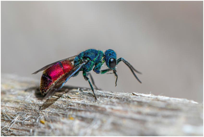 Close-up image of a colorful cuckoo wasp showcasin
