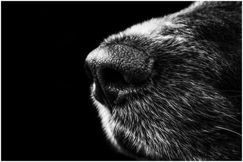 Detailed monochrome close-up of a dog's nose and f