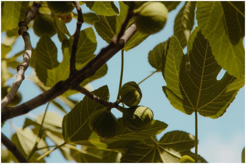 A detailed view of a fig tree branch showcasing fr